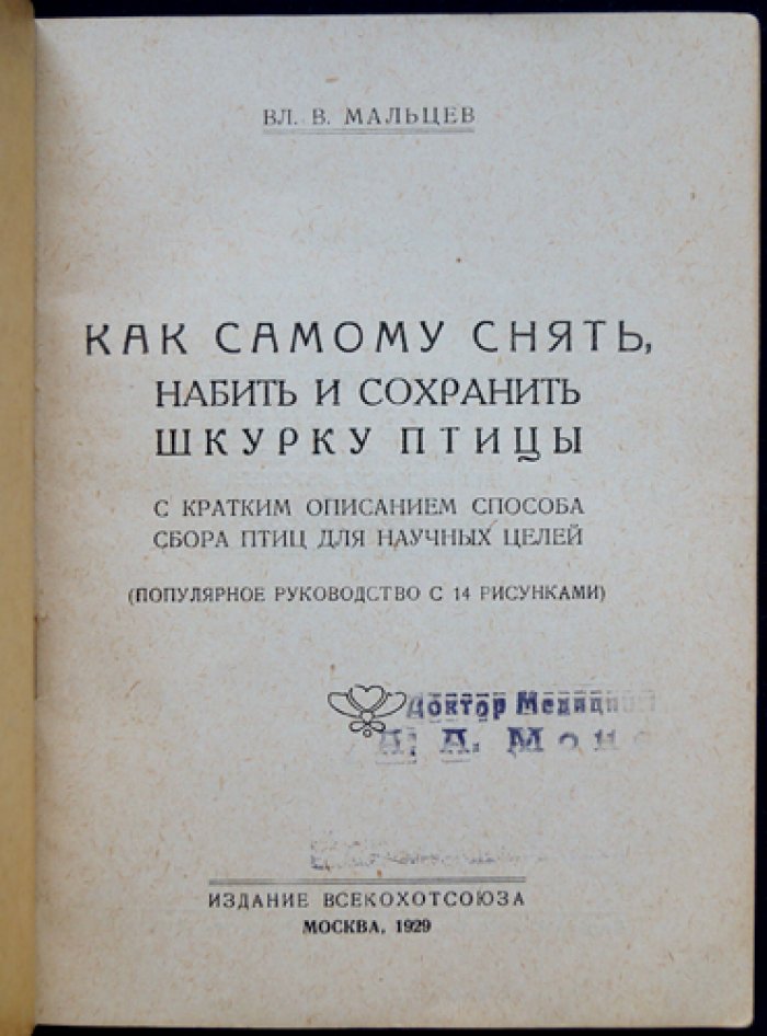 Как самому снять, набить и сохранить шкурку птицы (практическое руководство по сбору для научных целей)