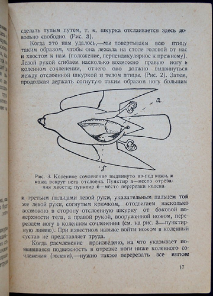Как самому снять, набить и сохранить шкурку птицы (практическое руководство по сбору для научных целей)