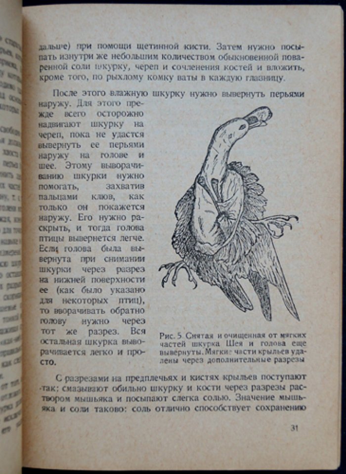 Как самому снять, набить и сохранить шкурку птицы (практическое руководство по сбору для научных целей)
