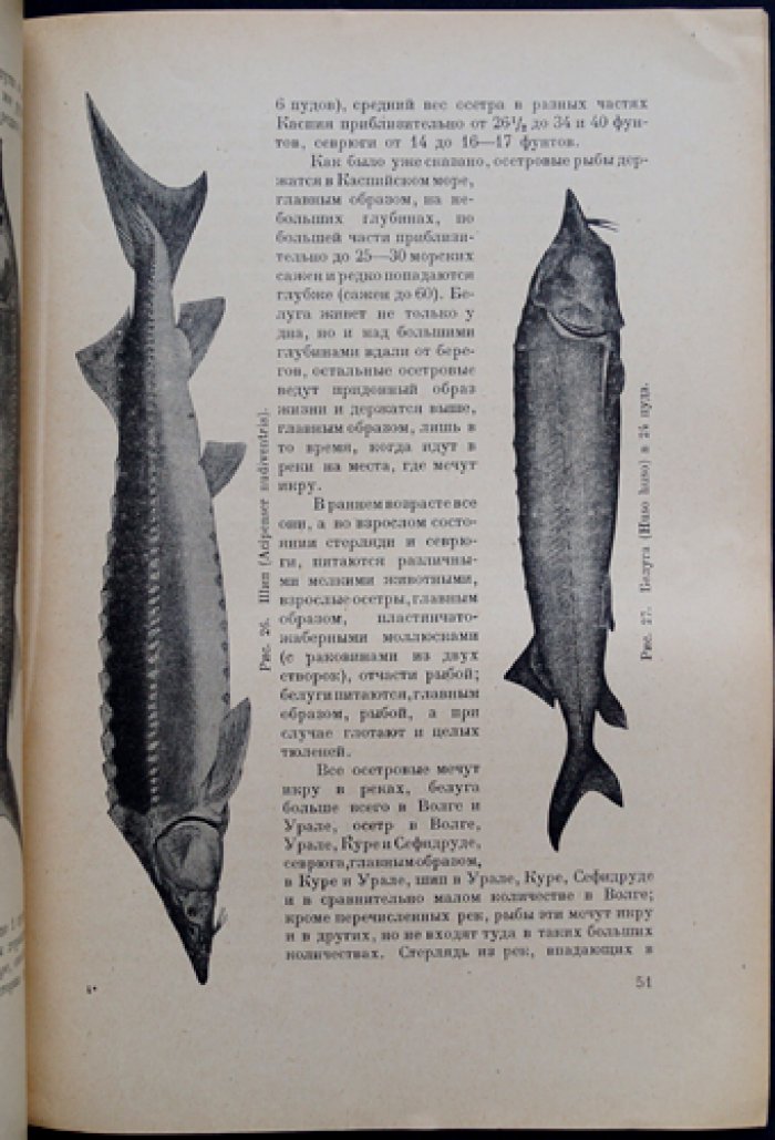 Каспийское море и его промыслы: природные условия, течения, глубины и рыбное хозяйство (с картой и иллюстрациями)