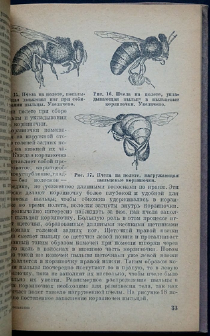 Жизнь пчелиной семьи: биология, строение, питание и годичный цикл
