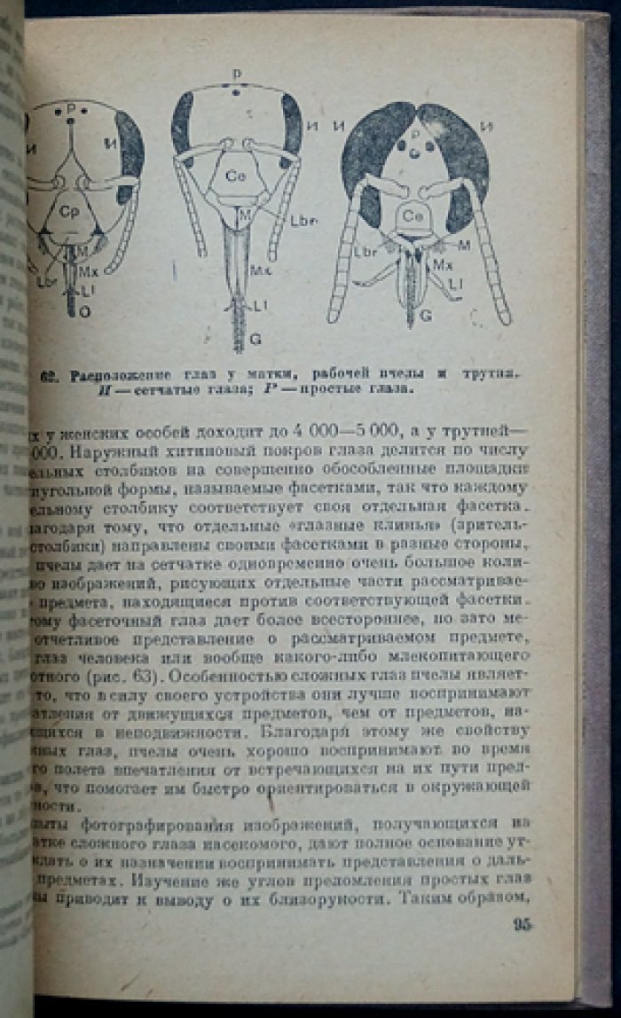 Жизнь пчелиной семьи: биология, строение, питание и годичный цикл