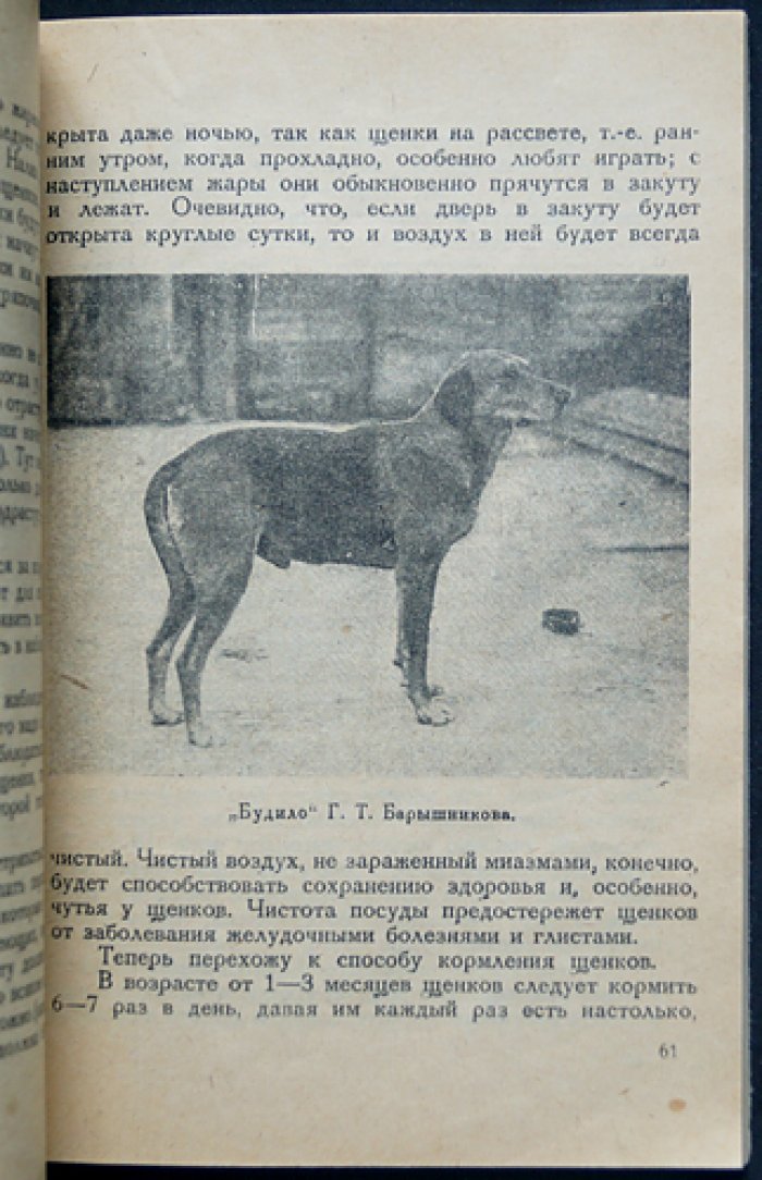 Гончая: её воспитание и охота с ней