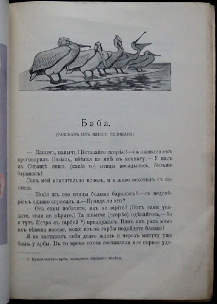 Чеглок А. Баба: рассказ из жизни пеликана (с иллюстрациями В. Ватагина)