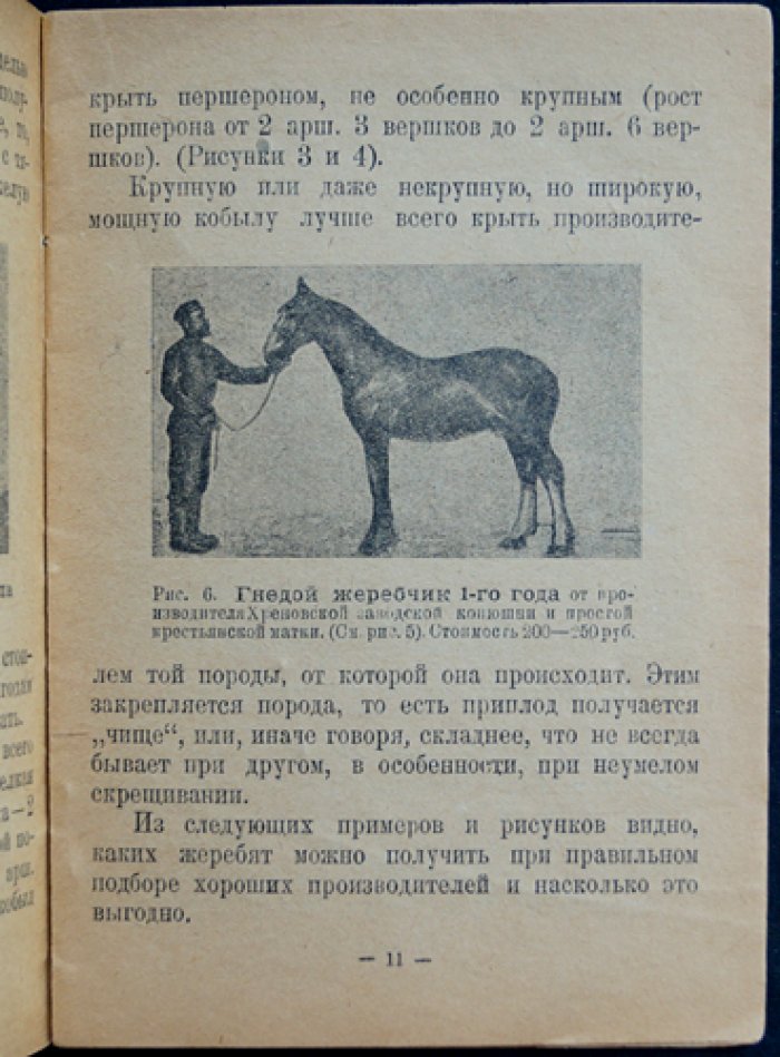 Как получить и вырастить хорошего жеребенка. Практическое руководство (2-е издание, 1926)