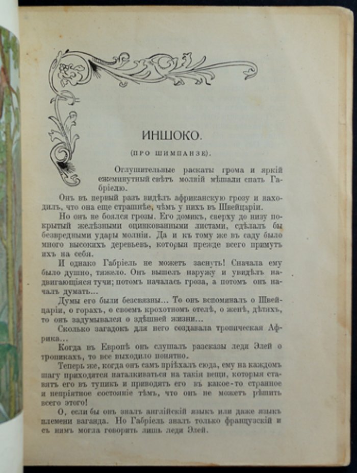 Звери Центральной и Южной Африки: Иношко (про шимпанзе)