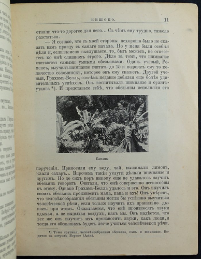 Звери Центральной и Южной Африки: Иношко (про шимпанзе)