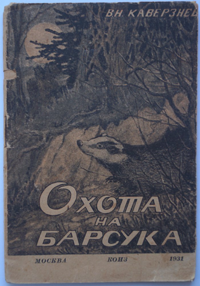Охота на барсука: жизнь и привычки барсука, способы добычи и охота с собаками