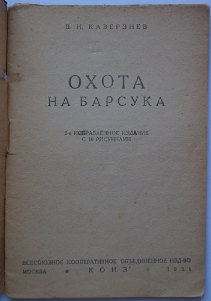 Охота на барсука: жизнь и привычки барсука, способы добычи и охота с собаками