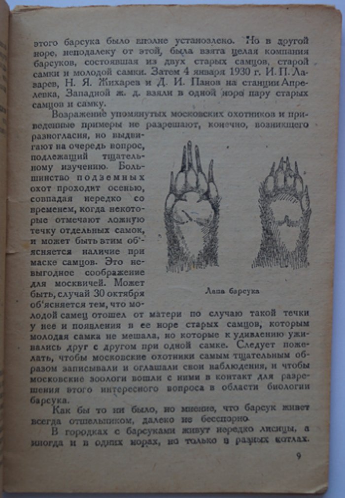 Охота на барсука: жизнь и привычки барсука, способы добычи и охота с собаками