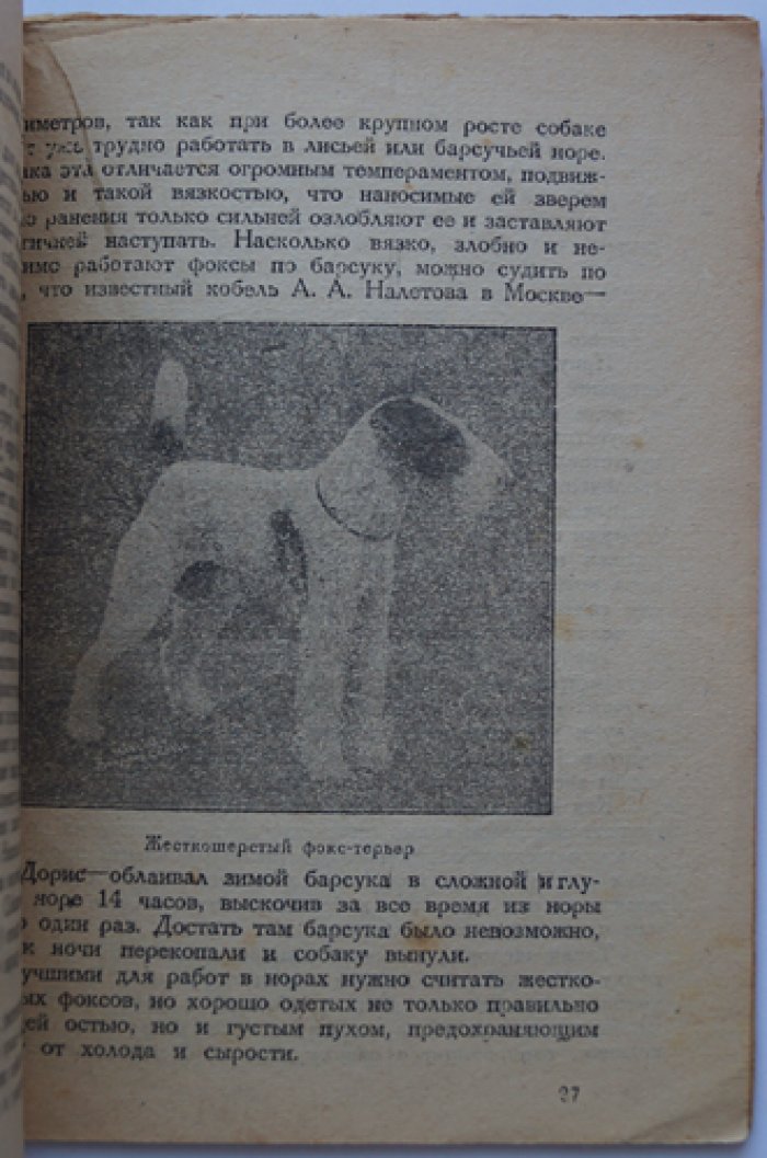 Охота на барсука: жизнь и привычки барсука, способы добычи и охота с собаками