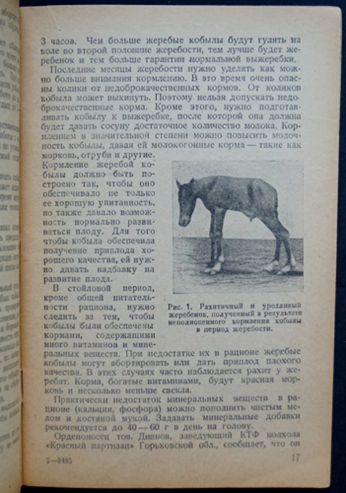 Уход за жеребой кобылой и воспитание жеребёнка: кормление, содержание и тренинг молодняка