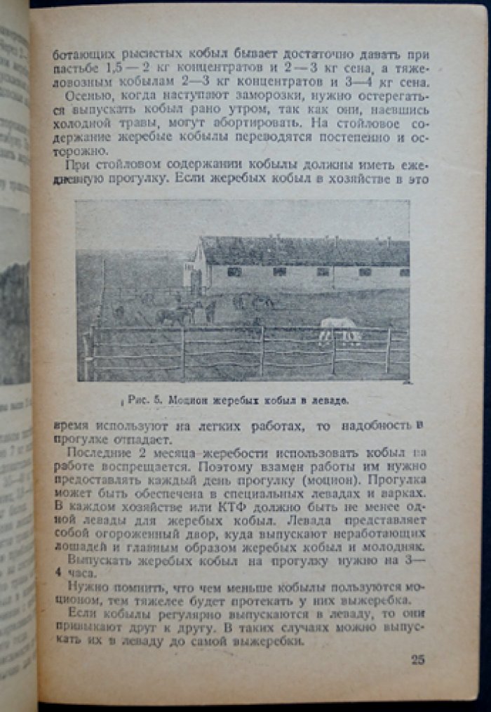 Уход за жеребой кобылой и воспитание жеребёнка: кормление, содержание и тренинг молодняка