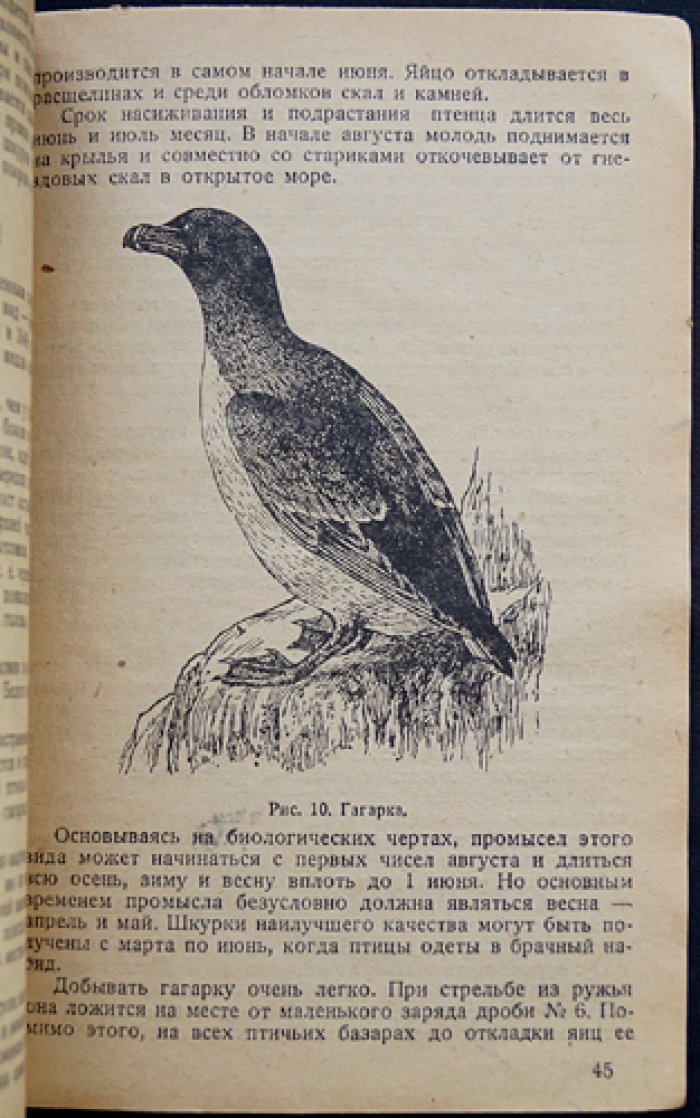 Меховая птица (орнитология). Гагаровые и чистиковые птицы, гусиные и утиные группы