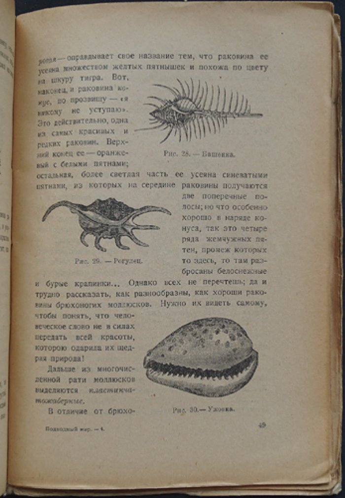 Подводный мир: популярная энциклопедия естествознания (выпуск №19)