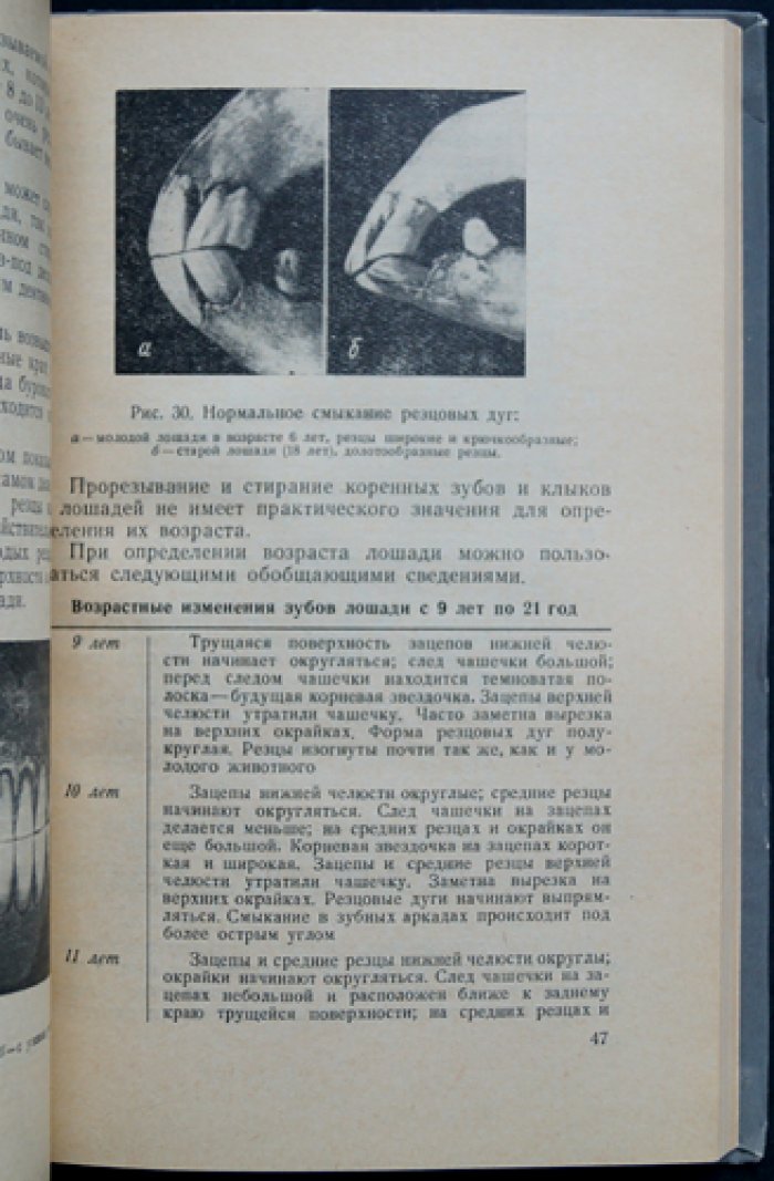 Коневодство: учебное пособие к практическим занятиям