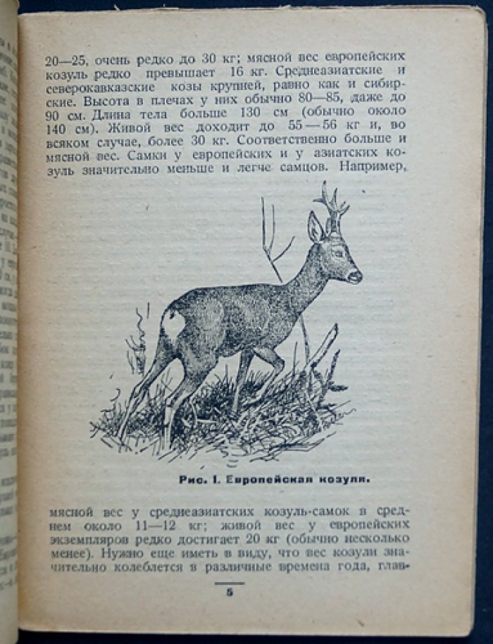 Козуля (промысловые животные СССР). Георгий Петрович Дементьев