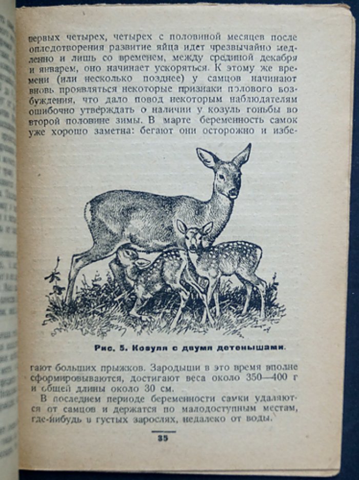 Козуля (промысловые животные СССР). Георгий Петрович Дементьев