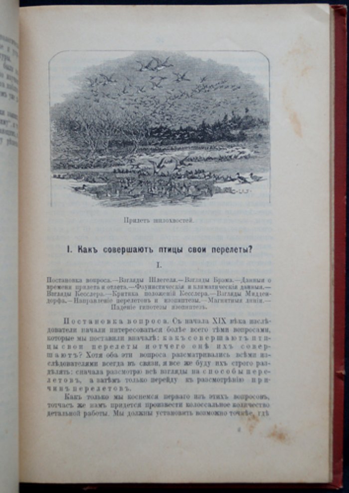 Перелёт птиц: причины и эволюция инстинкта миграции