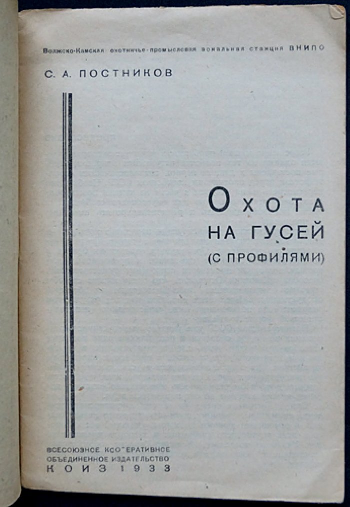 Охота на гусей на профиля и «манного» гуся: весенняя охота по стадности и выбору мест