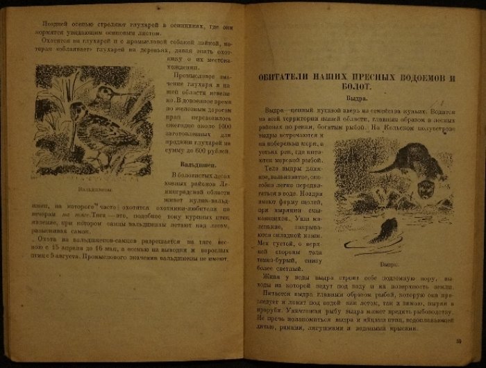 Промыслово-охотничьи звери и птицы Ленинградской области: охота на них