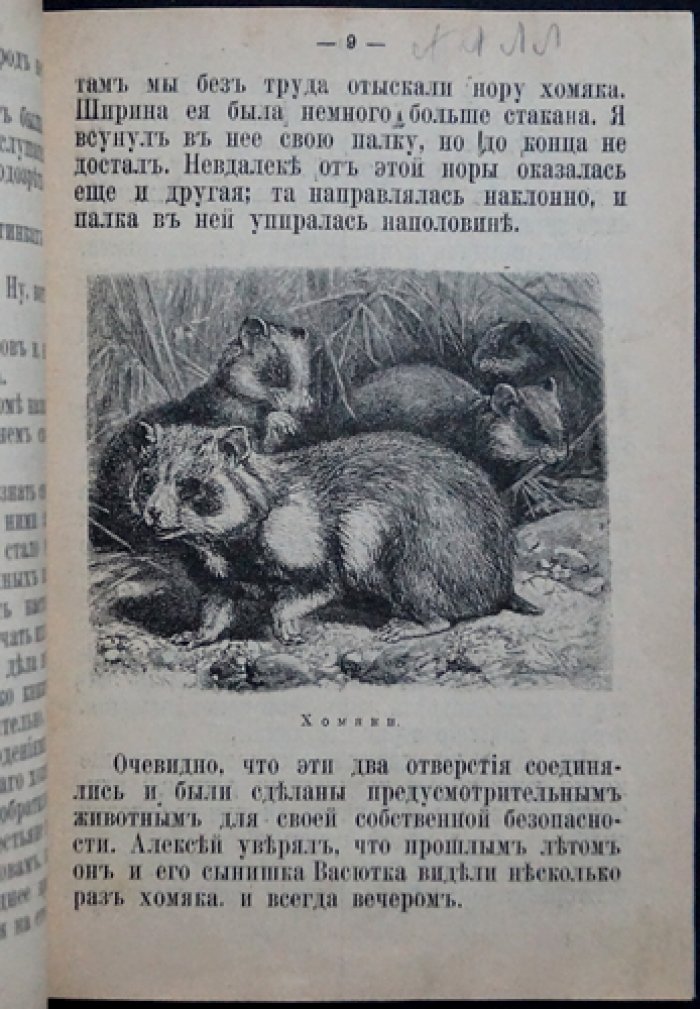 А. Чеглок. Эконом. Из жизни хомяков (с цветными иллюстрациями)