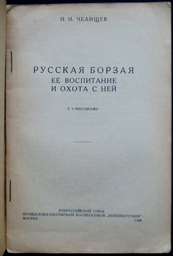 Русская псовая борзая: воспитание и охота с ней