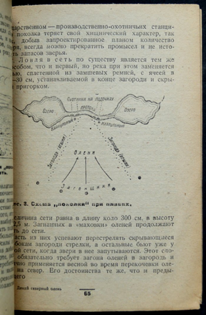 Дикий северный олень: приспособления, образ жизни, миграции и промысел (серия «Промысловые животные СССР» )