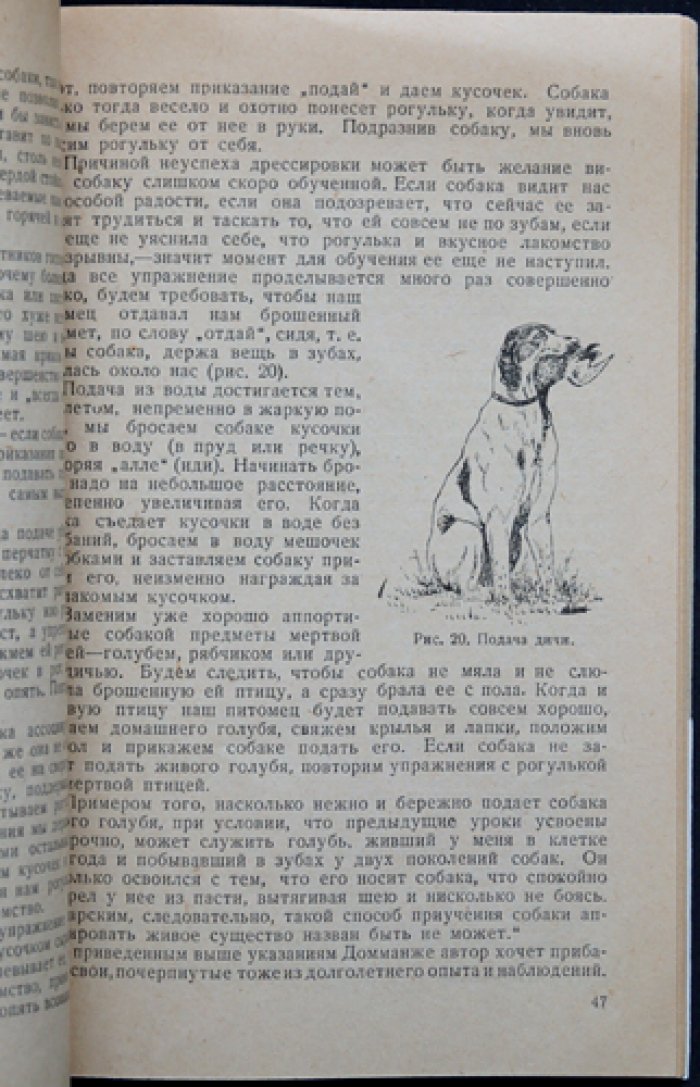 Подружейная легавая: выбор собаки, содержание и натаска