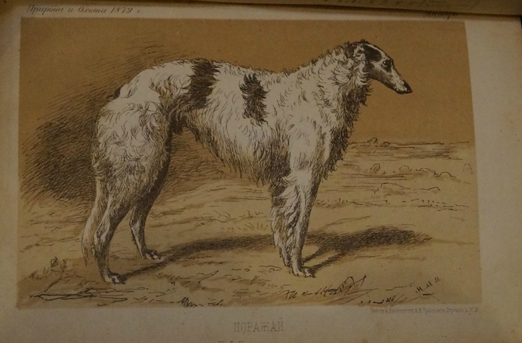 Природа и охота. Ежемесячный иллюстрированный журнал, том 1 (январь 1879)
