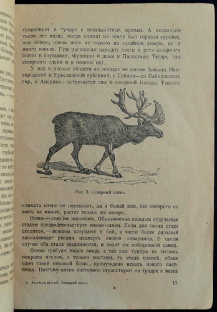 Валюсинский В. Северный олень (охотничьи записки и северный рассказ)