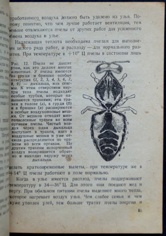 Начальные сведения по пчеловодству (практическое руководство для пасеки): жизнь пчелиной семьи, устройство пасеки и получение продуктов