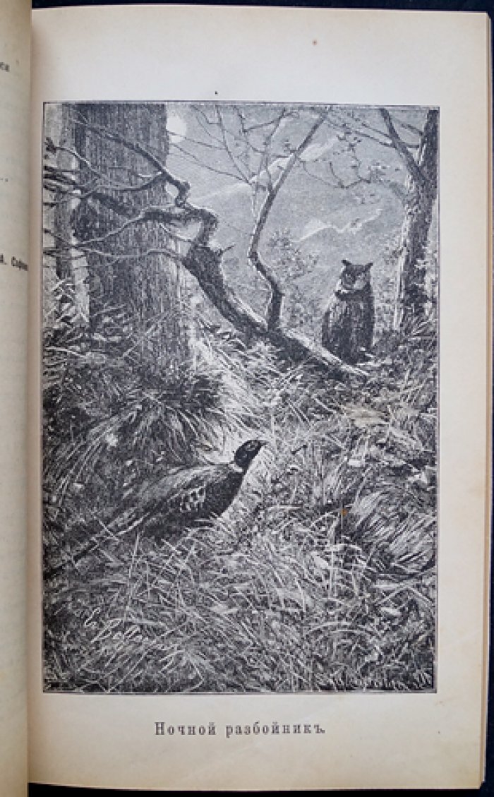 Природа и Охота. Иллюстрированный журнал, 1892, № 8 (Август)