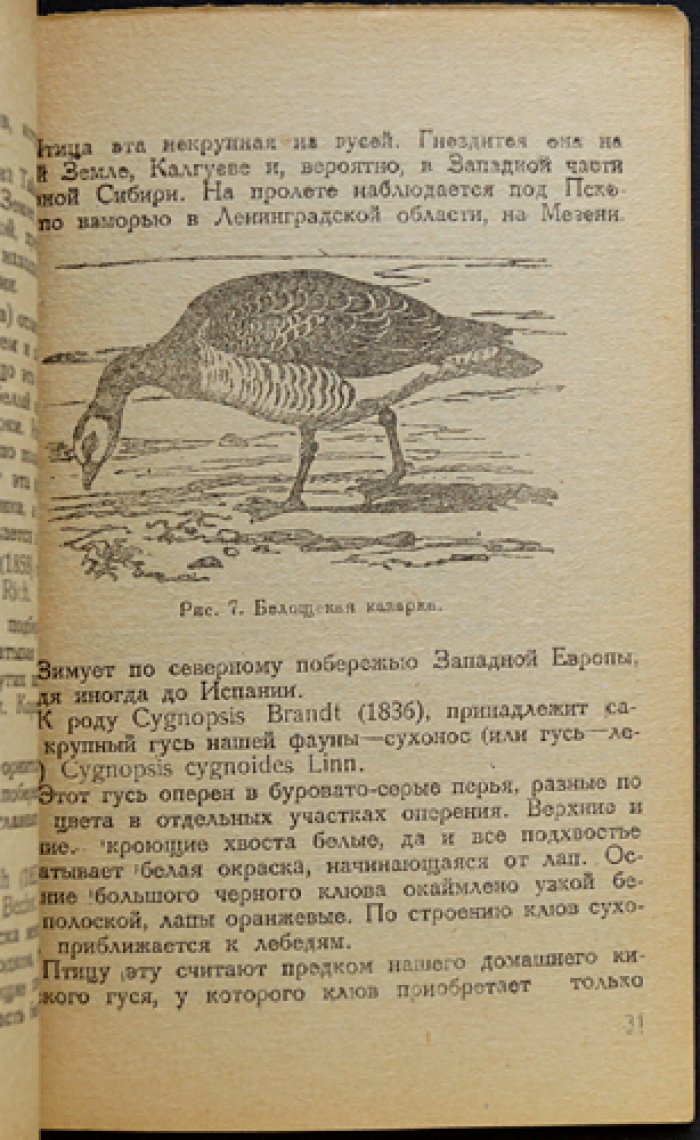 Охота на гусей и лебедей: дикая фауна, способы охоты, чучела и профили