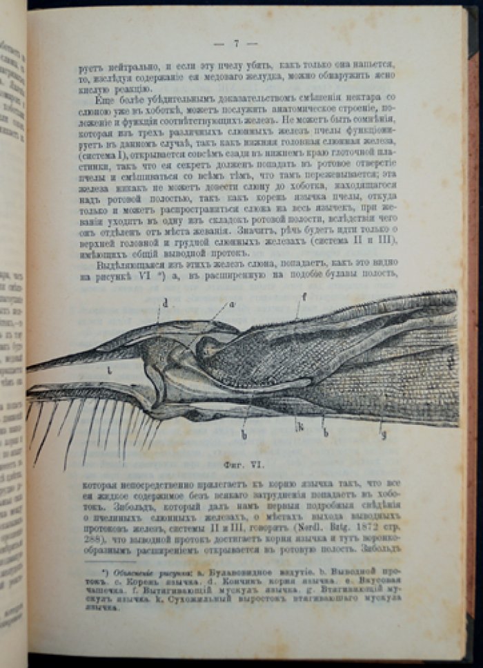 Питание пчелы: физиологический очерк (перевод с немецкого)