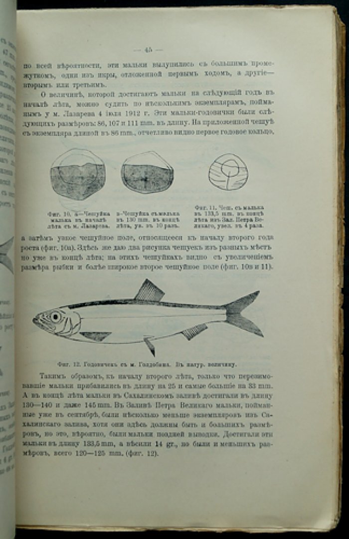 Материалы к познанию русского рыболовства. 1914 год. Том III, выпуск 10: исследование восточной сельди на Дальнем Востоке