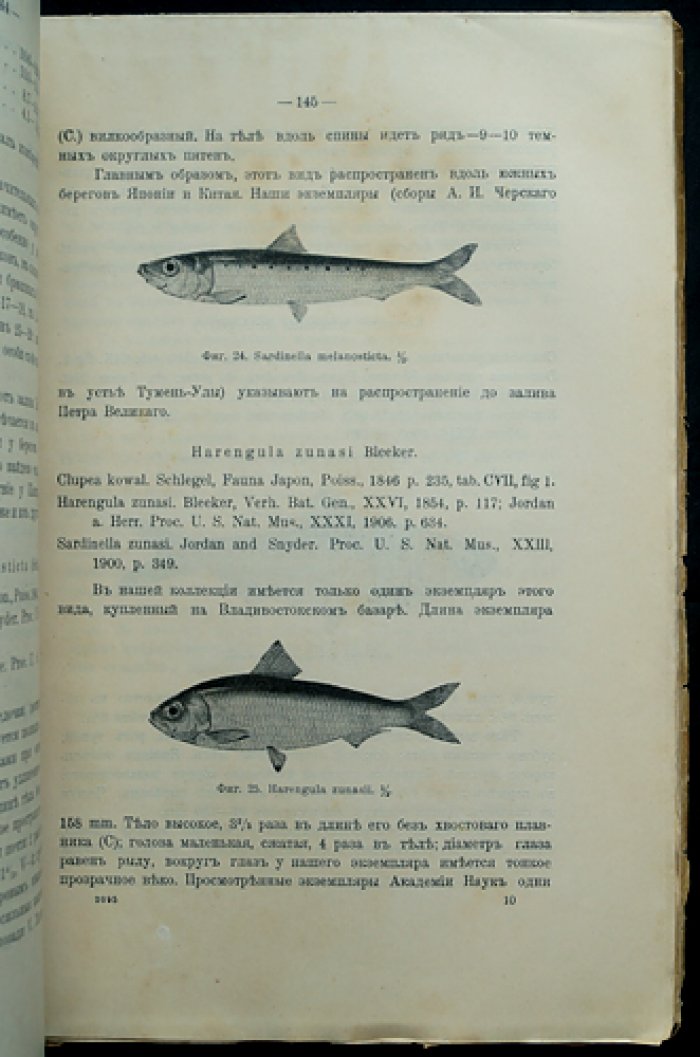 Материалы к познанию русского рыболовства. 1914 год. Том III, выпуск 10: исследование восточной сельди на Дальнем Востоке
