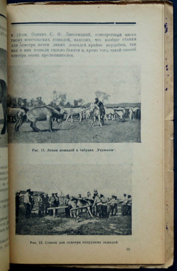 Очерк коневодства Монголии: с 28 рисунками (1923)