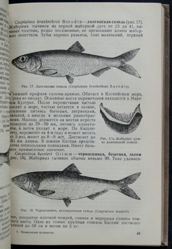 Промысловая ихтиология (в двух книгах) — труды В.К. Солдатова