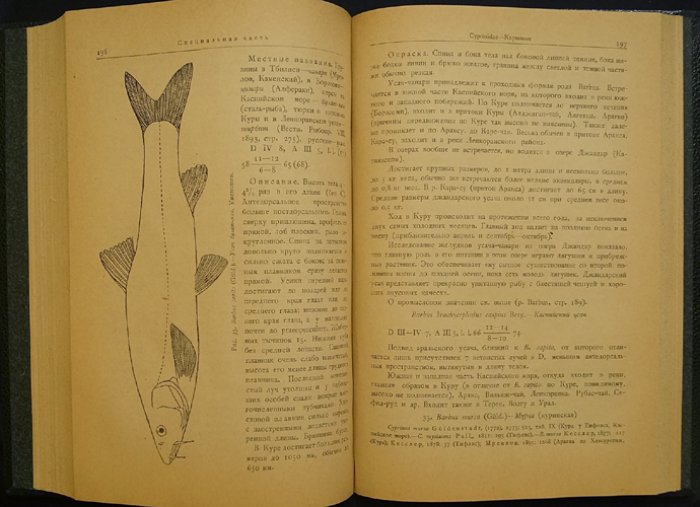 Фауна Грузии. Том I. Рыбы пресных вод (Г. П. Барач, 1941)