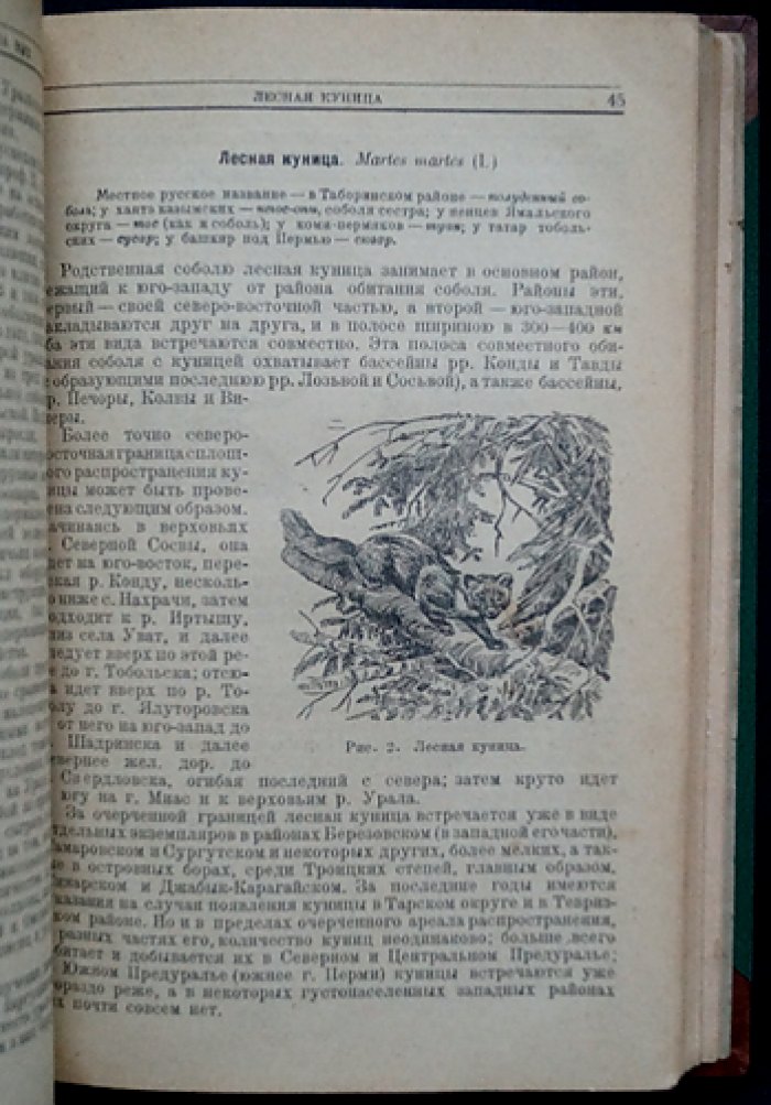 Звери и птицы Урала и охота на них: распространение, образ жизни и организация охотничьего хозяйства