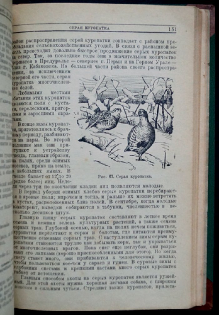 Звери и птицы Урала и охота на них: распространение, образ жизни и организация охотничьего хозяйства