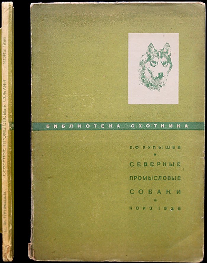Северные промысловые собаки (лайки): воспитание, нахаживание и охота