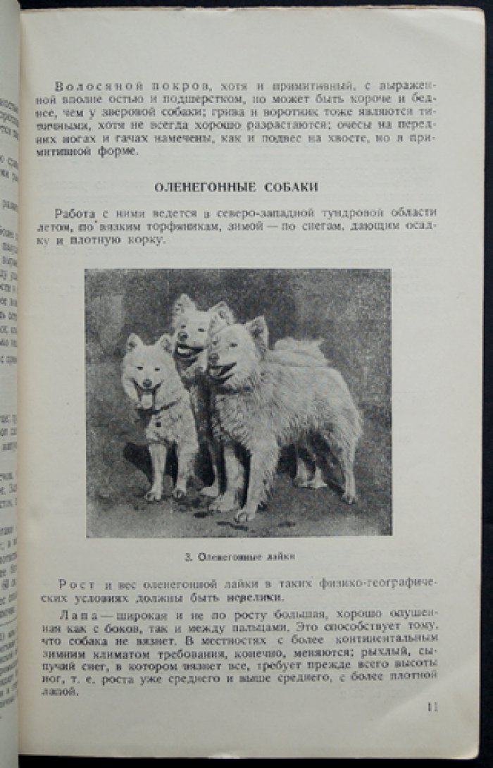 Северные промысловые собаки (лайки): воспитание, нахаживание и охота