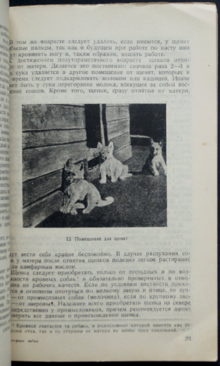 Северные промысловые собаки (лайки): воспитание, нахаживание и охота