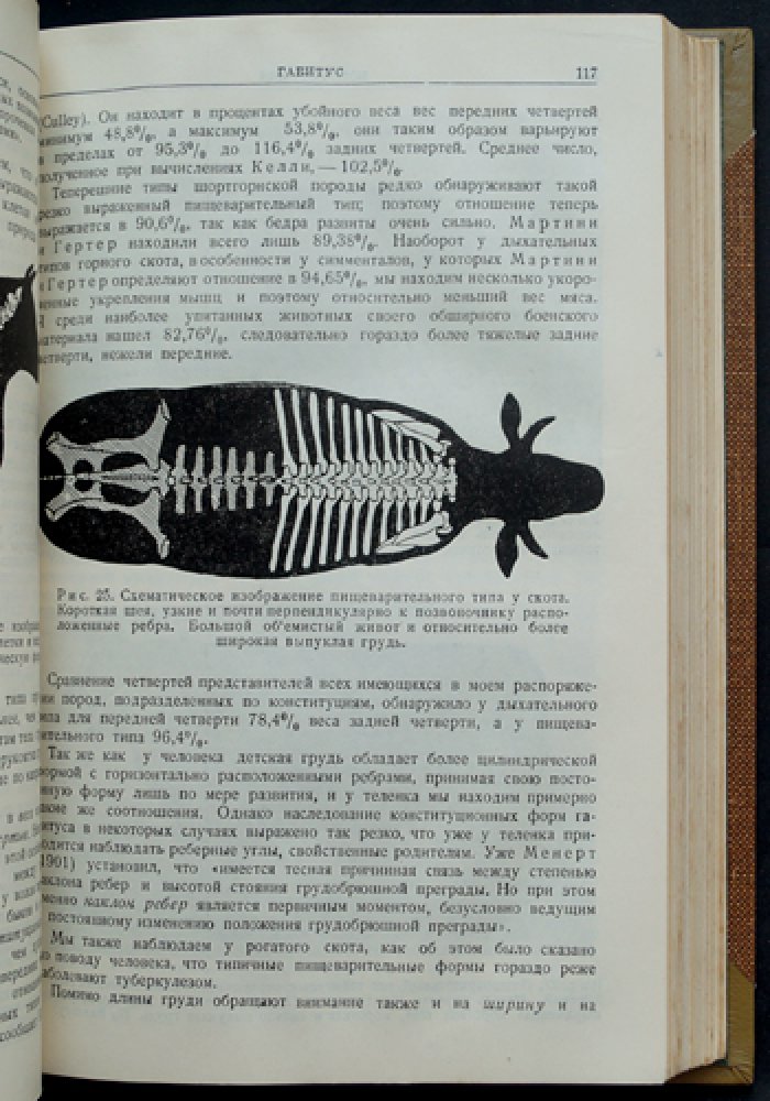 Основы разведения крупного рогатого скота: физиология, анатомия, зоология и практические принципы формирования продуктивности