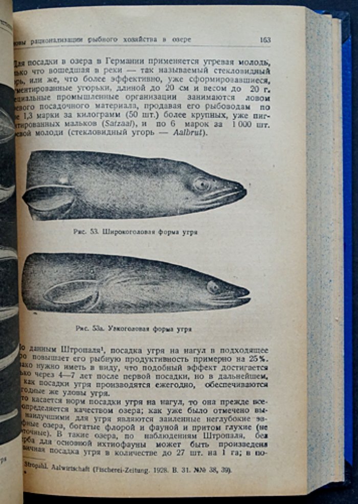 Рыбоводство в естественных и искусственных водоёмах: основы разведения промысловых рыб