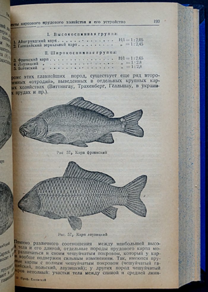 Рыбоводство в естественных и искусственных водоёмах: основы разведения промысловых рыб