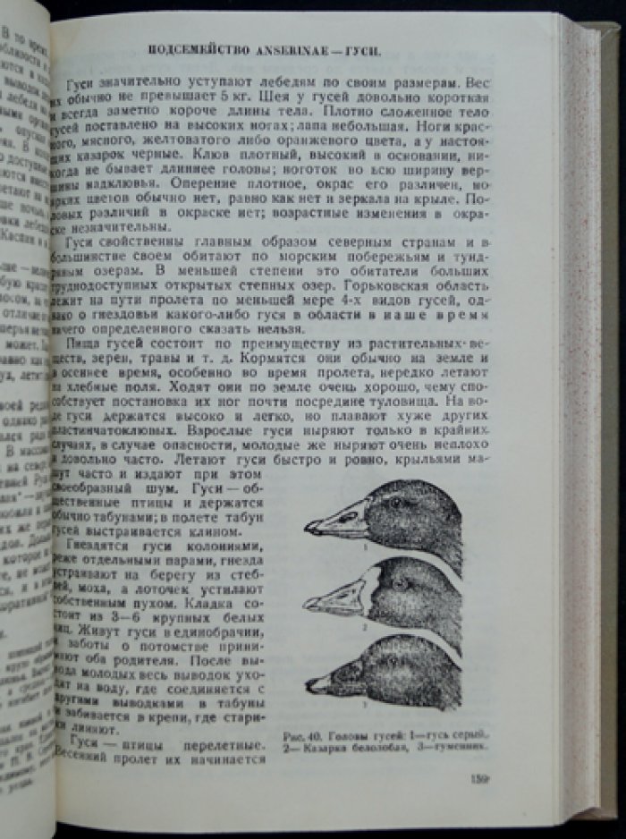 Звери, птицы, гады и рыбы Горьковской области: научно-популярный справочник (1942)