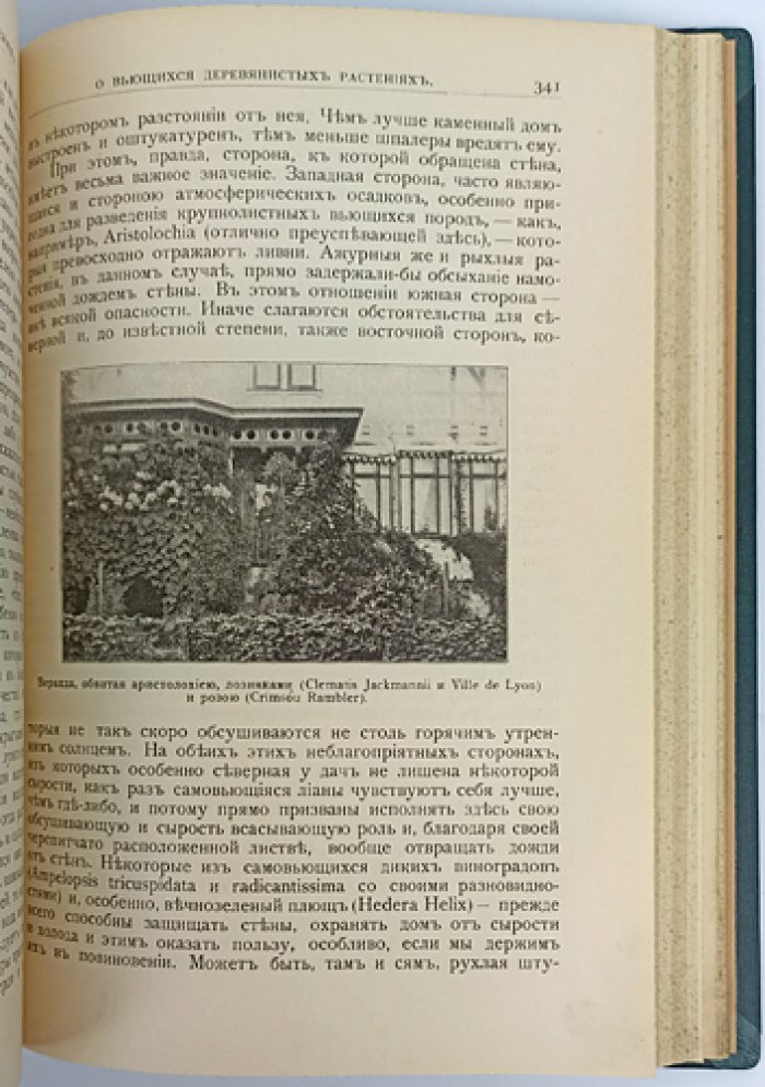Декоративные кустарники и деревья для садов и парков: подбор, выращивание и культура в разных зонах России